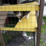 Building the Catio